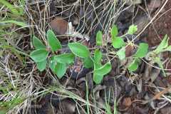 Tylophora fasciculata